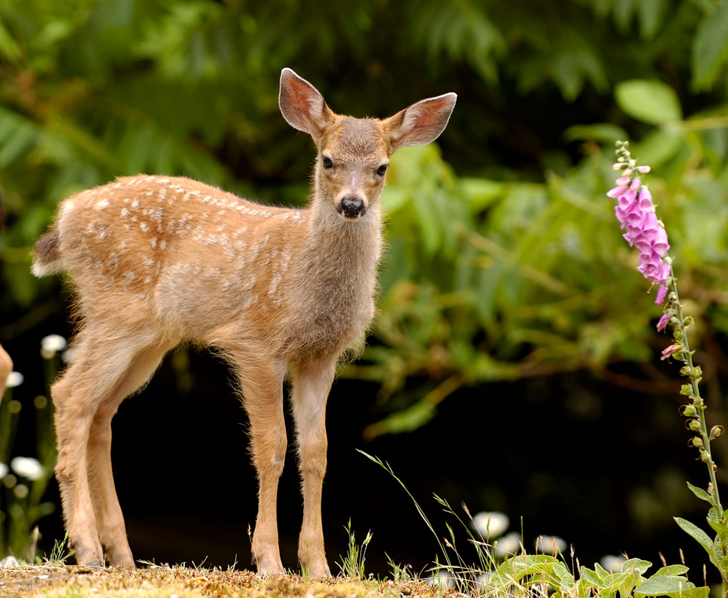babyDeer2 Fawn.Richard.Trueman