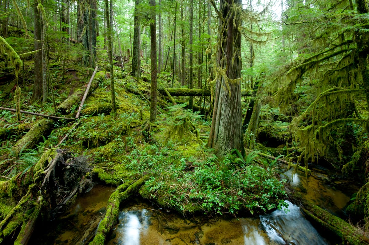 Forest Trust for the Children of Cortes Island Society logo